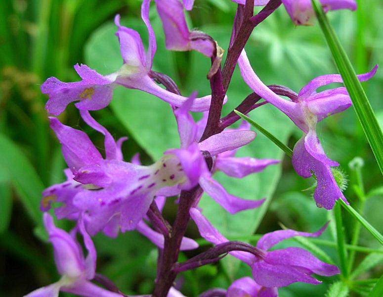Orchis mascula
